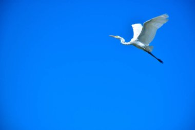 Bir Büyük Akbalıkçıl canlı, açık mavi gökyüzüne doğru zarif bir şekilde uçar. Beyaz balıkçıl, kuş ve arka plan arasındaki zıtlığı vurgulayarak, parlak güneş ışığı altında uzanan kanatlarla uçuşun ortasında yakalanır..