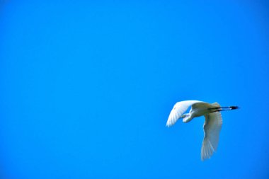 Bir Büyük Akbalıkçıl canlı, açık mavi gökyüzüne doğru zarif bir şekilde uçar. Beyaz balıkçıl, kuş ve arka plan arasındaki zıtlığı vurgulayarak, parlak güneş ışığı altında uzanan kanatlarla uçuşun ortasında yakalanır..