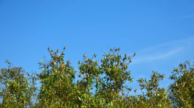 Bangladeş 'teki Cox' s Bazar 'da yeşil mangrov ağaçlarının tepesinde dinlenen büyük bir kuş sürüsü. Baya Weaver 'ların açık mavi gökyüzünün altında güneşli ve nemli yaşam alanlarında bir araya gelişlerinin manzarası..