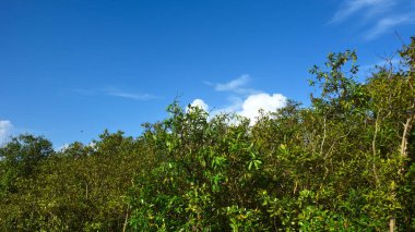 Cox 's Bazar, Bangladeş' te parlak mavi bir gökyüzü üzerine kurulu canlı yeşil bir mangrov orman tepe örtüsü. Nefes kesici bir doğa arka planı tropikal sulak bir arazinin sakin atmosferini gösteriyor..