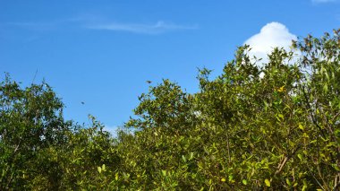 Cox 's Bazar, Bangladeş' te parlak mavi bir gökyüzü üzerine kurulu canlı yeşil bir mangrov orman tepe örtüsü. Nefes kesici bir doğa arka planı tropikal sulak bir arazinin sakin atmosferini gösteriyor..