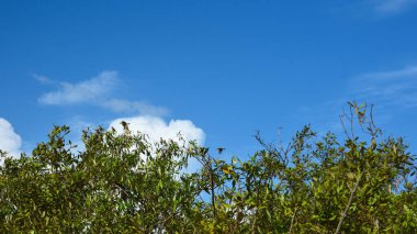 Cox 's Bazar, Bangladeş' te parlak mavi bir gökyüzü üzerine kurulu canlı yeşil bir mangrov orman tepe örtüsü. Nefes kesici bir doğa arka planı tropikal sulak bir arazinin sakin atmosferini gösteriyor..