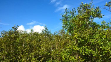Baya Weaver 'ların (Ploceus philippinus) büyük bir topluluğu Bangladeş, Cox' s Bazar 'daki mangrov ağaçlarının tepelerinde sosyal sürüler halinde davranış sergiliyor. Vahşi kuşlar mavi gökyüzünün altında kıyı sulak bir yaşam alanı içinde bir kolonide toplanıyor..