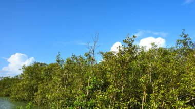 Baya Weaver 'ların (Ploceus philippinus) büyük bir topluluğu Bangladeş, Cox' s Bazar 'daki mangrov ağaçlarının tepelerinde sosyal sürüler halinde davranış sergiliyor. Vahşi kuşlar mavi gökyüzünün altında kıyı sulak bir yaşam alanı içinde bir kolonide toplanıyor..