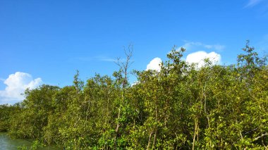 Baya Weaver 'ların (Ploceus philippinus) büyük bir topluluğu Bangladeş, Cox' s Bazar 'daki mangrov ağaçlarının tepelerinde sosyal sürüler halinde davranış sergiliyor. Vahşi kuşlar mavi gökyüzünün altında kıyı sulak bir yaşam alanı içinde bir kolonide toplanıyor..