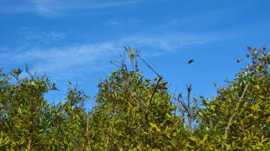 Cox 's Bazar, Bangladeş' te parlak mavi bir gökyüzü altında, gür, gür, beyaz bulutlu, yemyeşil bir mangrov ormanının manzarası. Canlı bir doğa arka planı, dingin sulak arazi ekosistemi ve tropikal atmosferi yakalıyor..