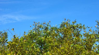 Cox 's Bazar, Bangladeş' te parlak mavi bir gökyüzü altında, gür, gür, beyaz bulutlu, yemyeşil bir mangrov ormanının manzarası. Canlı bir doğa arka planı, dingin sulak arazi ekosistemi ve tropikal atmosferi yakalıyor..