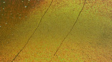 Renkli dalgalar, sıvı dokular ve organik ışık desenleri içeren doğal soyut bir arka plan. Yumuşak gradyanlar ve dağınık damlacıklar yaratıcı projeler, markalaşma, posterler, duvar kağıtları için uygun modern sanatsal bir kompozisyon oluşturur.