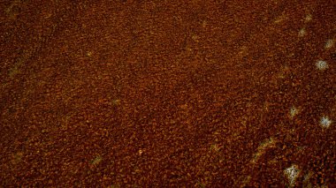 Doğal soyut renkli dalga dokusu ışık, su ve organik yüzey desenleri tarafından oluşturulmuştur. Canlı gradyanlar, kabarcıklar ve akış formları tasarım, dijital sanat, yaratıcı projeler, duvar kağıtları için uygun eşsiz bir sanatsal arkaplan oluşturur.