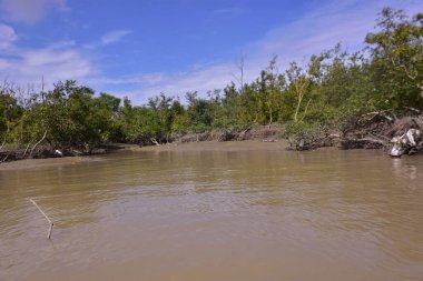 Çamurlu kıyılar ve mavi gökyüzünün altında yoğun yeşil ağaçlarla alçak gelgit sırasında sakin bir mangrov ormanı. Doğal kıyı sulak arazisi sakinliği, biyolojik çeşitliliği ve mangrov ormanlarının eşsiz ekosistemini ön plana çıkarıyor..