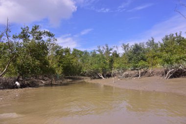 Çamurlu kıyılar ve mavi gökyüzünün altında yoğun yeşil ağaçlarla alçak gelgit sırasında sakin bir mangrov ormanı. Doğal kıyı sulak arazisi sakinliği, biyolojik çeşitliliği ve mangrov ormanlarının eşsiz ekosistemini ön plana çıkarıyor..