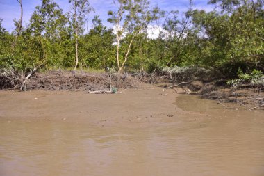 Çamurlu kıyılar ve mavi gökyüzünün altında yoğun yeşil ağaçlarla alçak gelgit sırasında sakin bir mangrov ormanı. Doğal kıyı sulak arazisi sakinliği, biyolojik çeşitliliği ve mangrov ormanlarının eşsiz ekosistemini ön plana çıkarıyor..