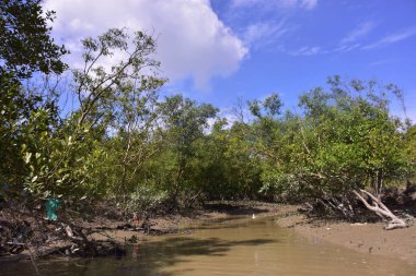 Çamurlu kıyılar ve mavi gökyüzünün altında yoğun yeşil ağaçlarla alçak gelgit sırasında sakin bir mangrov ormanı. Doğal kıyı sulak arazisi sakinliği, biyolojik çeşitliliği ve mangrov ormanlarının eşsiz ekosistemini ön plana çıkarıyor..
