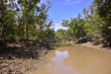 Çamurlu kıyılar ve mavi gökyüzünün altında yoğun yeşil ağaçlarla alçak gelgit sırasında sakin bir mangrov ormanı. Doğal kıyı sulak arazisi sakinliği, biyolojik çeşitliliği ve mangrov ormanlarının eşsiz ekosistemini ön plana çıkarıyor..