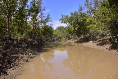 Çamurlu kıyılar ve mavi gökyüzünün altında yoğun yeşil ağaçlarla alçak gelgit sırasında sakin bir mangrov ormanı. Doğal kıyı sulak arazisi sakinliği, biyolojik çeşitliliği ve mangrov ormanlarının eşsiz ekosistemini ön plana çıkarıyor..