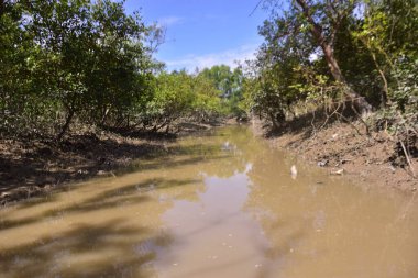 Çamurlu kıyılar ve mavi gökyüzünün altında yoğun yeşil ağaçlarla alçak gelgit sırasında sakin bir mangrov ormanı. Doğal kıyı sulak arazisi sakinliği, biyolojik çeşitliliği ve mangrov ormanlarının eşsiz ekosistemini ön plana çıkarıyor..