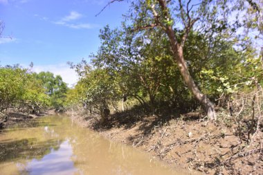 Çamurlu kıyılar ve mavi gökyüzünün altında yoğun yeşil ağaçlarla alçak gelgit sırasında sakin bir mangrov ormanı. Doğal kıyı sulak arazisi sakinliği, biyolojik çeşitliliği ve mangrov ormanlarının eşsiz ekosistemini ön plana çıkarıyor..