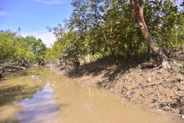 Çamurlu kıyılar ve mavi gökyüzünün altında yoğun yeşil ağaçlarla alçak gelgit sırasında sakin bir mangrov ormanı. Doğal kıyı sulak arazisi sakinliği, biyolojik çeşitliliği ve mangrov ormanlarının eşsiz ekosistemini ön plana çıkarıyor..