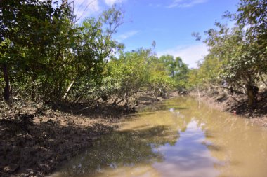Çamurlu kıyılar ve mavi gökyüzünün altında yoğun yeşil ağaçlarla alçak gelgit sırasında sakin bir mangrov ormanı. Doğal kıyı sulak arazisi sakinliği, biyolojik çeşitliliği ve mangrov ormanlarının eşsiz ekosistemini ön plana çıkarıyor..