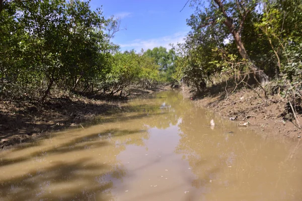 Çamurlu kıyılar ve mavi gökyüzünün altında yoğun yeşil ağaçlarla alçak gelgit sırasında sakin bir mangrov ormanı. Doğal kıyı sulak arazisi sakinliği, biyolojik çeşitliliği ve mangrov ormanlarının eşsiz ekosistemini ön plana çıkarıyor..