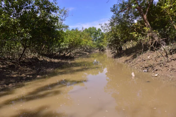 Çamurlu kıyılar ve mavi gökyüzünün altında yoğun yeşil ağaçlarla alçak gelgit sırasında sakin bir mangrov ormanı. Doğal kıyı sulak arazisi sakinliği, biyolojik çeşitliliği ve mangrov ormanlarının eşsiz ekosistemini ön plana çıkarıyor..