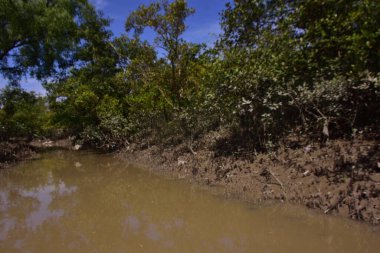 Düşük gelgit sırasında sık mangrov ormanlarından akan dar bir gelgit deresi, çamurlu kıyılar, açık kökler ve mavi gökyüzü altında yeşil yapraklar. Bu doğal sulak arazi sahnesi, kıyı mangrovlarının sakin ekosistemi ve biyolojik çeşitliliğini vurgular..