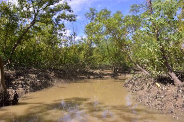 Düşük gelgit sırasında sık mangrov ormanlarından akan dar bir gelgit deresi, çamurlu kıyılar, açık kökler ve mavi gökyüzü altında yeşil yapraklar. Bu doğal sulak arazi sahnesi, kıyı mangrovlarının sakin ekosistemi ve biyolojik çeşitliliğini vurgular..