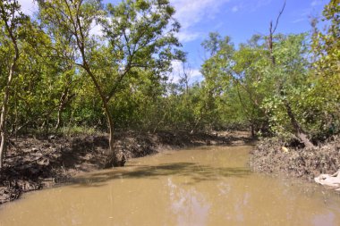 Düşük gelgit sırasında sık mangrov ormanlarından akan dar bir gelgit deresi, çamurlu kıyılar, açık kökler ve mavi gökyüzü altında yeşil yapraklar. Bu doğal sulak arazi sahnesi, kıyı mangrovlarının sakin ekosistemi ve biyolojik çeşitliliğini vurgular..