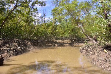 Düşük gelgit sırasında sık mangrov ormanlarından akan dar bir gelgit deresi, çamurlu kıyılar, açık kökler ve mavi gökyüzü altında yeşil yapraklar. Bu doğal sulak arazi sahnesi, kıyı mangrovlarının sakin ekosistemi ve biyolojik çeşitliliğini vurgular..