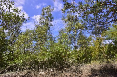 Çamurlu kıyılar ve mavi gökyüzünün altında yoğun yeşil ağaçlarla alçak gelgit sırasında sakin bir mangrov ormanı. Doğal kıyı sulak arazisi sakinliği, biyolojik çeşitliliği ve mangrov ormanlarının eşsiz ekosistemini ön plana çıkarıyor..