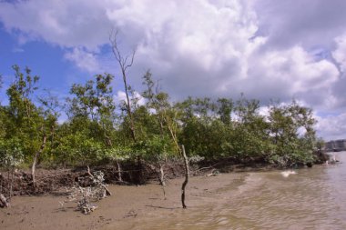 Çamurlu kıyılar ve mavi gökyüzünün altında yoğun yeşil ağaçlarla alçak gelgit sırasında sakin bir mangrov ormanı. Doğal kıyı sulak arazisi sakinliği, biyolojik çeşitliliği ve mangrov ormanlarının eşsiz ekosistemini ön plana çıkarıyor..