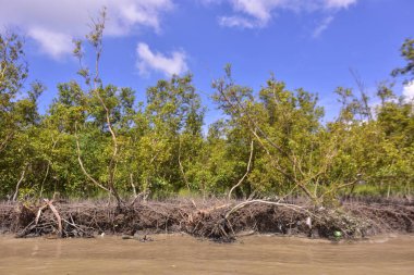 Sakin nehir suyu, korunmasız kökler ve dramatik beyaz bulutlar altında yoğun yeşil ağaçlar ve mavi gökyüzü ile birlikte geniş bir mangrov ormanı kıyı şeridi. Bu doğal kıyı sulak arazisi sakinliği, ekosistem dengesini ve tropikal biyolojik çeşitliliği yansıtır..