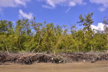 Sakin nehir suyu, korunmasız kökler ve dramatik beyaz bulutlar altında yoğun yeşil ağaçlar ve mavi gökyüzü ile birlikte geniş bir mangrov ormanı kıyı şeridi. Bu doğal kıyı sulak arazisi sakinliği, ekosistem dengesini ve tropikal biyolojik çeşitliliği yansıtır..