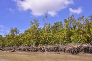 Sakin nehir suyu, korunmasız kökler ve dramatik beyaz bulutlar altında yoğun yeşil ağaçlar ve mavi gökyüzü ile birlikte geniş bir mangrov ormanı kıyı şeridi. Bu doğal kıyı sulak arazisi sakinliği, ekosistem dengesini ve tropikal biyolojik çeşitliliği yansıtır..