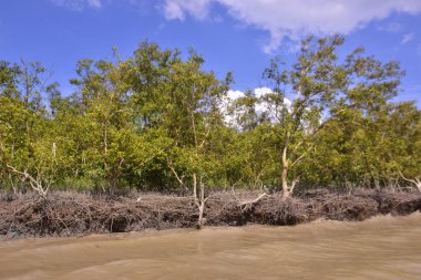 Sakin nehir suyu, korunmasız kökler ve dramatik beyaz bulutlar altında yoğun yeşil ağaçlar ve mavi gökyüzü ile birlikte geniş bir mangrov ormanı kıyı şeridi. Bu doğal kıyı sulak arazisi sakinliği, ekosistem dengesini ve tropikal biyolojik çeşitliliği yansıtır..