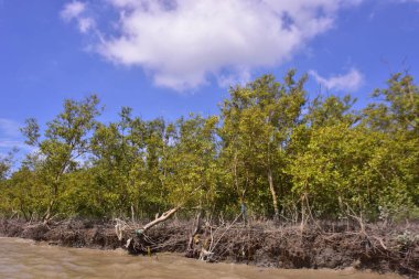 Sakin nehir suyu, korunmasız kökler ve dramatik beyaz bulutlar altında yoğun yeşil ağaçlar ve mavi gökyüzü ile birlikte geniş bir mangrov ormanı kıyı şeridi. Bu doğal kıyı sulak arazisi sakinliği, ekosistem dengesini ve tropikal biyolojik çeşitliliği yansıtır..