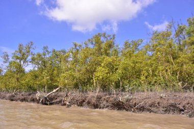 Sakin nehir suyu, korunmasız kökler ve dramatik beyaz bulutlar altında yoğun yeşil ağaçlar ve mavi gökyüzü ile birlikte geniş bir mangrov ormanı kıyı şeridi. Bu doğal kıyı sulak arazisi sakinliği, ekosistem dengesini ve tropikal biyolojik çeşitliliği yansıtır..