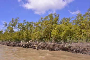 Sakin nehir suyu, korunmasız kökler ve dramatik beyaz bulutlar altında yoğun yeşil ağaçlar ve mavi gökyüzü ile birlikte geniş bir mangrov ormanı kıyı şeridi. Bu doğal kıyı sulak arazisi sakinliği, ekosistem dengesini ve tropikal biyolojik çeşitliliği yansıtır..
