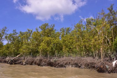 Sakin nehir suyu, korunmasız kökler ve dramatik beyaz bulutlar altında yoğun yeşil ağaçlar ve mavi gökyüzü ile birlikte geniş bir mangrov ormanı kıyı şeridi. Bu doğal kıyı sulak arazisi sakinliği, ekosistem dengesini ve tropikal biyolojik çeşitliliği yansıtır..