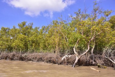 Sakin nehir suyu, korunmasız kökler ve dramatik beyaz bulutlar altında yoğun yeşil ağaçlar ve mavi gökyüzü ile birlikte geniş bir mangrov ormanı kıyı şeridi. Bu doğal kıyı sulak arazisi sakinliği, ekosistem dengesini ve tropikal biyolojik çeşitliliği yansıtır..