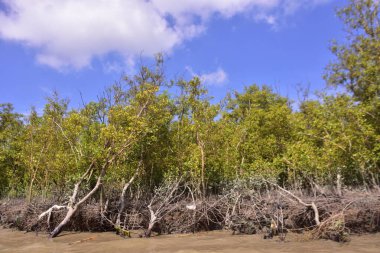 Sakin nehir suyu, korunmasız kökler ve dramatik beyaz bulutlar altında yoğun yeşil ağaçlar ve mavi gökyüzü ile birlikte geniş bir mangrov ormanı kıyı şeridi. Bu doğal kıyı sulak arazisi sakinliği, ekosistem dengesini ve tropikal biyolojik çeşitliliği yansıtır..