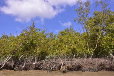 Sakin nehir suyu, korunmasız kökler ve dramatik beyaz bulutlar altında yoğun yeşil ağaçlar ve mavi gökyüzü ile birlikte geniş bir mangrov ormanı kıyı şeridi. Bu doğal kıyı sulak arazisi sakinliği, ekosistem dengesini ve tropikal biyolojik çeşitliliği yansıtır..