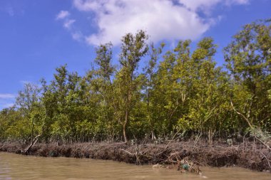 Sakin nehir suyu, korunmasız kökler ve dramatik beyaz bulutlar altında yoğun yeşil ağaçlar ve mavi gökyüzü ile birlikte geniş bir mangrov ormanı kıyı şeridi. Bu doğal kıyı sulak arazisi sakinliği, ekosistem dengesini ve tropikal biyolojik çeşitliliği yansıtır..