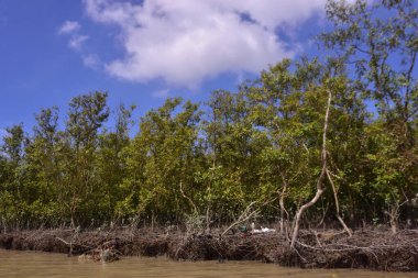Sakin nehir suyu, korunmasız kökler ve dramatik beyaz bulutlar altında yoğun yeşil ağaçlar ve mavi gökyüzü ile birlikte geniş bir mangrov ormanı kıyı şeridi. Bu doğal kıyı sulak arazisi sakinliği, ekosistem dengesini ve tropikal biyolojik çeşitliliği yansıtır..