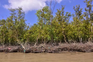 Sakin nehir suyu, korunmasız kökler ve dramatik beyaz bulutlar altında yoğun yeşil ağaçlar ve mavi gökyüzü ile birlikte geniş bir mangrov ormanı kıyı şeridi. Bu doğal kıyı sulak arazisi sakinliği, ekosistem dengesini ve tropikal biyolojik çeşitliliği yansıtır..