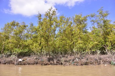 Sakin nehir suyu, korunmasız kökler ve dramatik beyaz bulutlar altında yoğun yeşil ağaçlar ve mavi gökyüzü ile birlikte geniş bir mangrov ormanı kıyı şeridi. Bu doğal kıyı sulak arazisi sakinliği, ekosistem dengesini ve tropikal biyolojik çeşitliliği yansıtır..