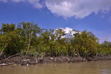 Sakin nehir suyu, korunmasız kökler ve dramatik beyaz bulutlar altında yoğun yeşil ağaçlar ve mavi gökyüzü ile birlikte geniş bir mangrov ormanı kıyı şeridi. Bu doğal kıyı sulak arazisi sakinliği, ekosistem dengesini ve tropikal biyolojik çeşitliliği yansıtır..