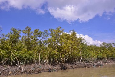 Sakin nehir suyu, korunmasız kökler ve dramatik beyaz bulutlar altında yoğun yeşil ağaçlar ve mavi gökyüzü ile birlikte geniş bir mangrov ormanı kıyı şeridi. Bu doğal kıyı sulak arazisi sakinliği, ekosistem dengesini ve tropikal biyolojik çeşitliliği yansıtır..