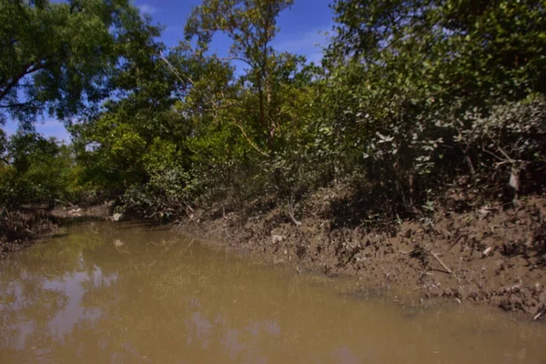 Düşük gelgit sırasında sık mangrov ormanlarından akan dar bir gelgit deresi, çamurlu kıyılar, açık kökler ve mavi gökyüzü altında yeşil yapraklar. Bu doğal sulak arazi sahnesi, kıyı mangrovlarının sakin ekosistemi ve biyolojik çeşitliliğini vurgular..