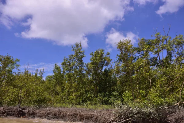 Sakin nehir suyu, korunmasız kökler ve dramatik beyaz bulutlar altında yoğun yeşil ağaçlar ve mavi gökyüzü ile birlikte geniş bir mangrov ormanı kıyı şeridi. Bu doğal kıyı sulak arazisi sakinliği, ekosistem dengesini ve tropikal biyolojik çeşitliliği yansıtır..